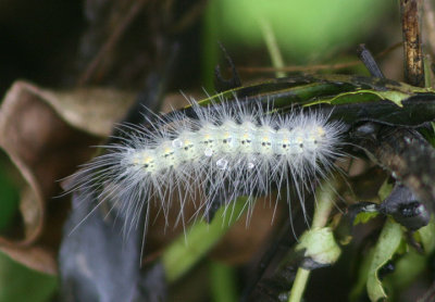 8140 - Hyphantria cunea; Fall Webworm