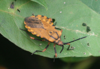 Spartocera fusca; Leaf-footed Bug species