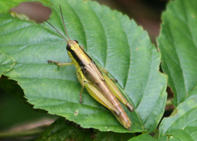 Paroxya clavuliger; Olive-green Swamp Grasshopper nymph