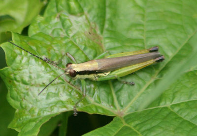 Paroxya clavuliger; Olive-green Swamp Grasshopper; male