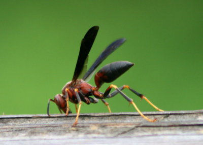 Polistes metricus; Paper Wasp species