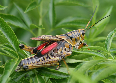 Romalea microptera; Eastern Lubber Grasshopper