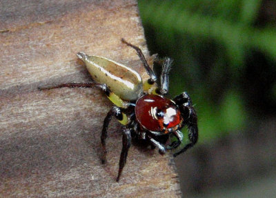 Colonus sylvana; Jumping Spider species