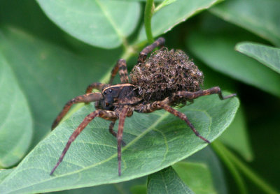 Lycosidae Wolf Spider species with young