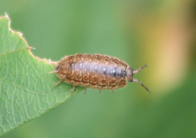 Porcellionides virgatus; Woodlouse species