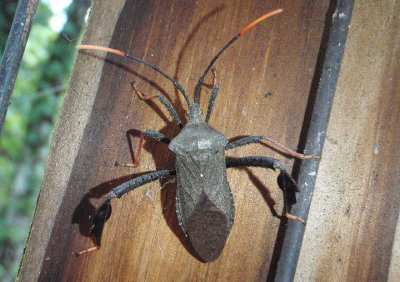 Acanthocephala terminalis; Leaf-footed Bug species