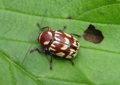 Bassareus brunnipes; Case-bearing Leaf Beetle species