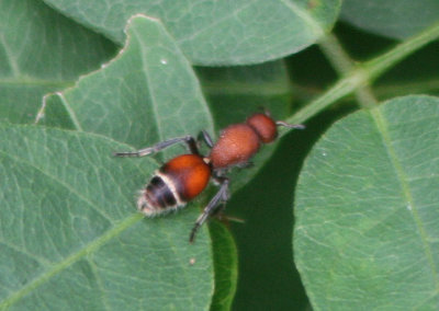 Sphaeropthalma pensylvan; Velvet Ant species; female