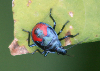 Euthyrhynchus floridanus; Florida Predatory Stink Bug nymph