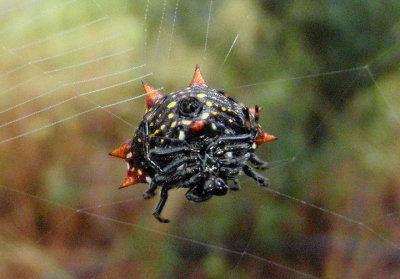 Gasteracantha cancriformis; Spinybacked Orbweaver