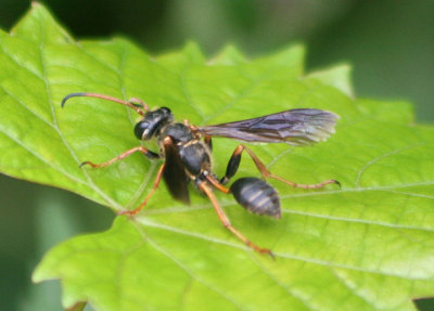 Isodontia exornata; Grass-carrying Wasp species