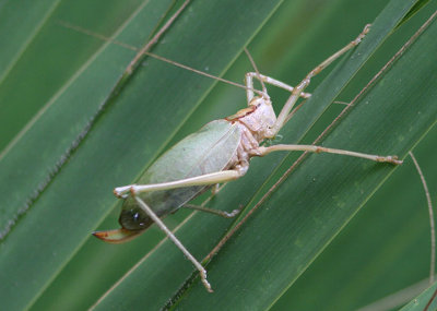 Lea floridensis; Florida True Katydid