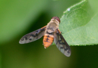 Neodiplocampta miranda; Bee Fly species