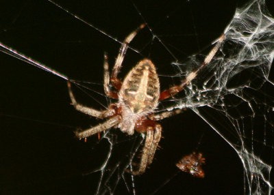 Neoscona domiciliorum; Spotted Orbweaver; female