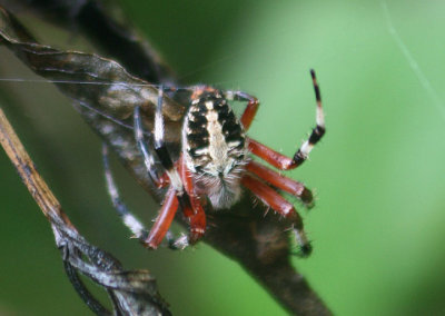 Neoscona domiciliorum; Spotted Orbweaver; female