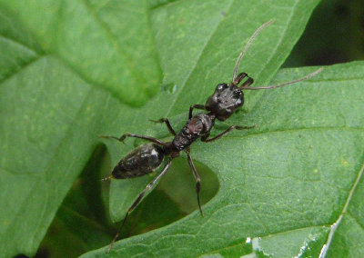 Odontomachus Trap-jaw Ant species
