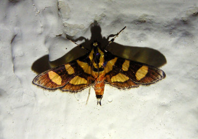 5284 - Syngamia florella; Red-waisted Florella Moth