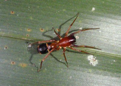 Micaria Ground Spider species