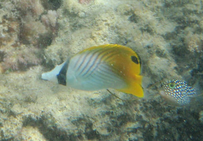 Threadfin Butterflyfish; juvenile