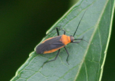 Resthenini Plant Bug species