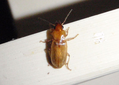 Stenolophus Seedcorn Beetle species; teneral