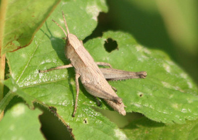 Dichromorpha viridis; Short-winged Green Grasshopper; female nymph