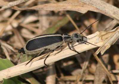 Epicauta funebris; Margined Blister Beetle