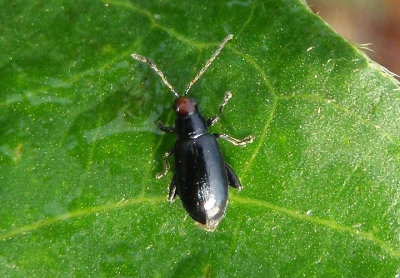 Systena frontalis; Red-headed Flea Beetle