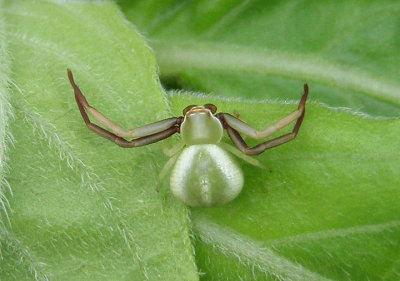 Misumenoides formosipes; Whitebanded Crab Spider; subadult male