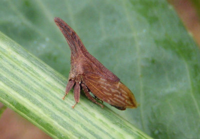 Campylenchia latipes; Widefooted Treehopper 