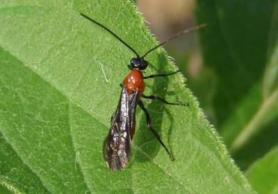 Braconinae Braconid Wasp species