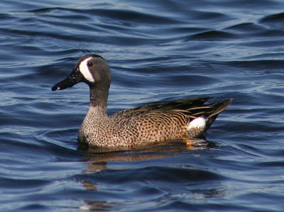 Blue-winged Teal; male