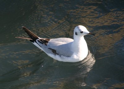 Bonaparte's Gull; immature