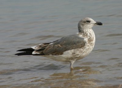 Lesser Black-backed Gull; 2nd year