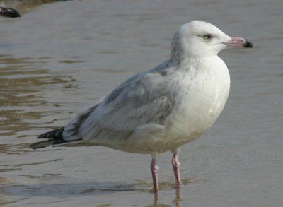 Nelson's Gull (Herring X Glaucous Hybrid); 2nd year
