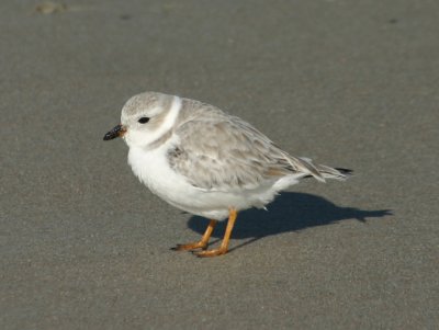 Piping Plover; basic