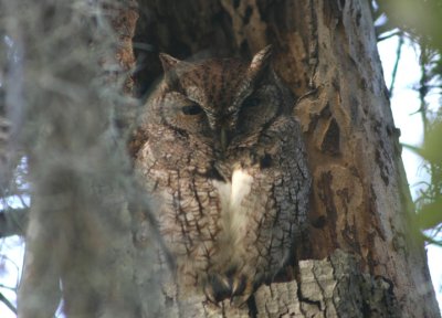 Eastern Screech Owl