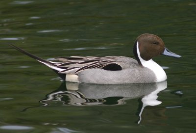Northern Pintail; male
