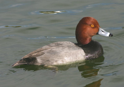 Redhead; male