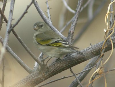 Lawrence's Goldfinch; female
