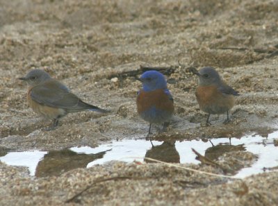 Western Bluebirds