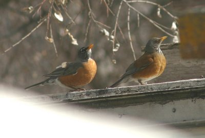 American and Rufous-backed Robins