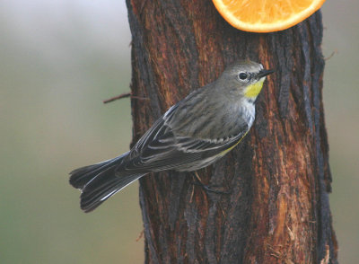 Yellow-rumped Audubon's Warbler; basic