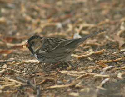 Harris's Sparrow; basic