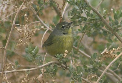 Orange-crowned Warbler