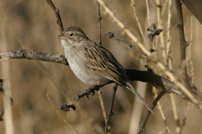 Brewers Sparrow