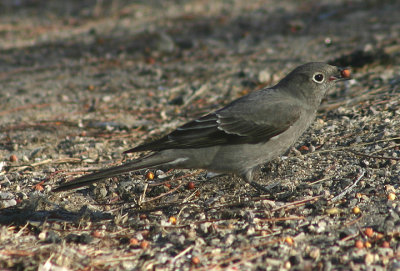 Townsend's Solitaire