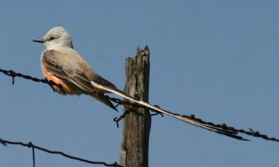 Scissor-tailed Flycatcher; male