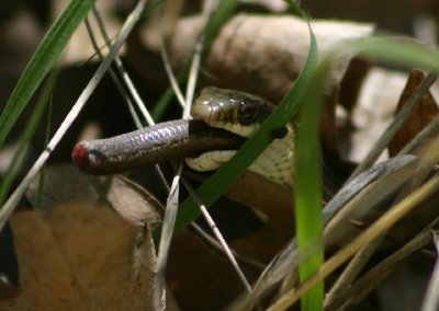 Western Ribbon Snake eating a skink