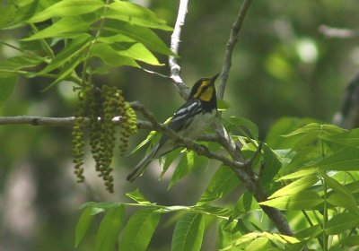 Golden-cheeked Warbler; male